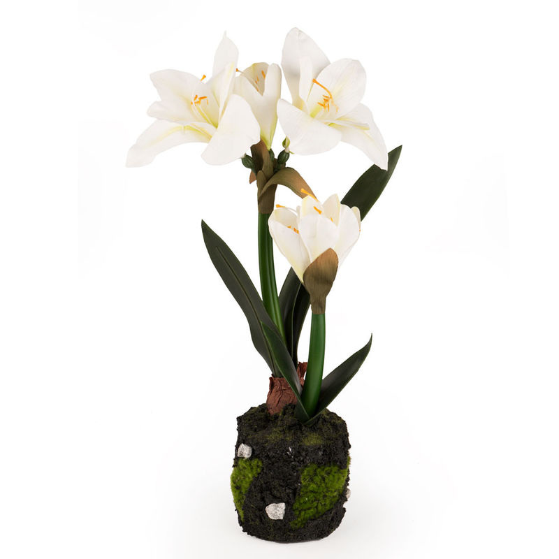 Unverg�ngliche Amaryllis mit Ballen bl�ht viele Winterzeiten lang