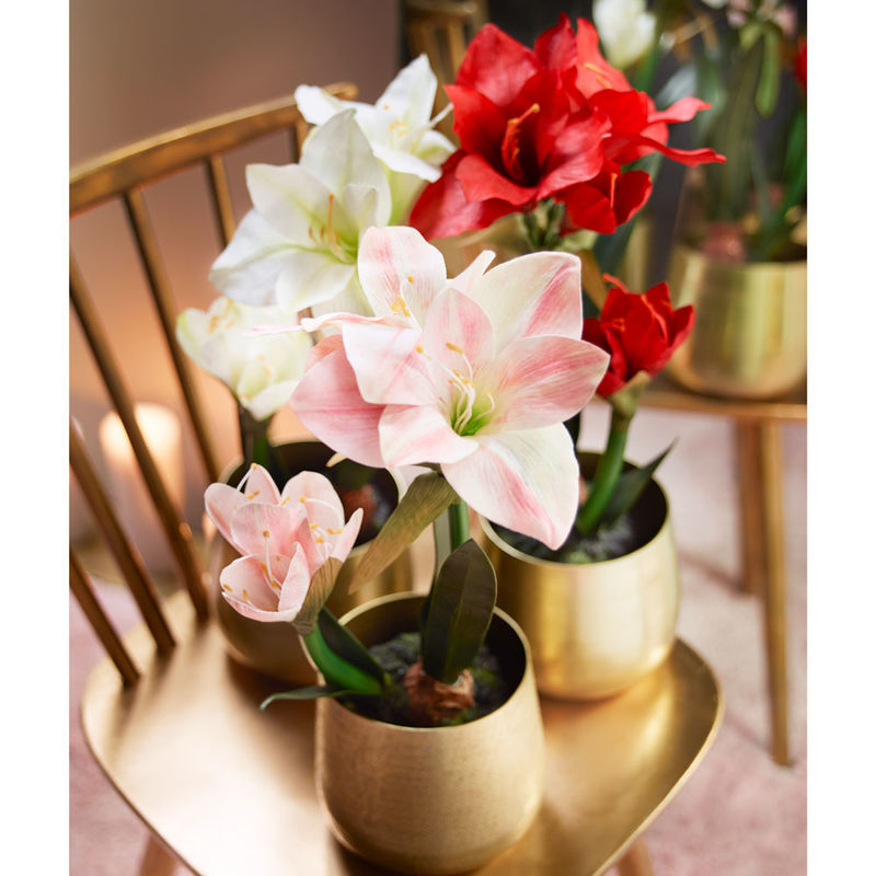 Unverg�ngliche Amaryllis mit Ballen bl�ht viele Winterzeiten lang Bild 2