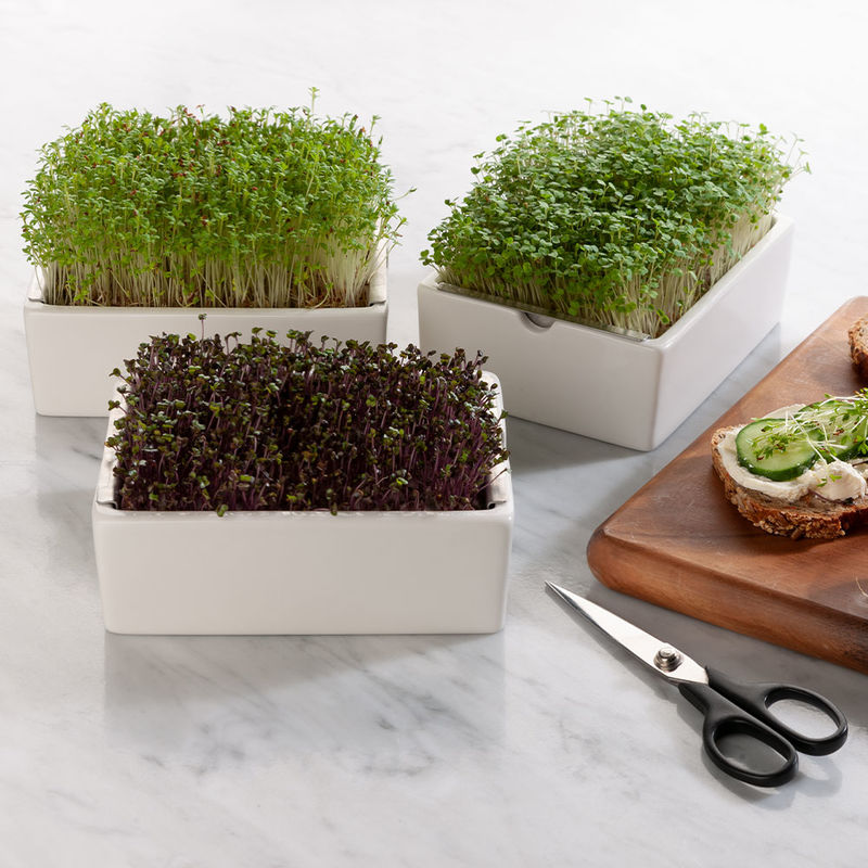 Low-Carb Bio Microgreens: Ganzj�hrig gesunde frische Kr�uterkost