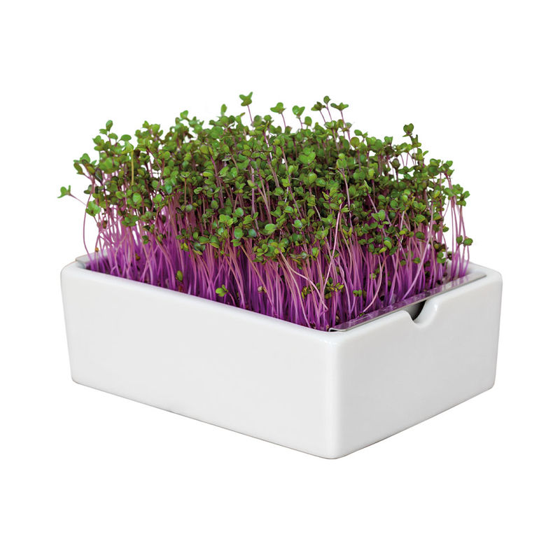   Microgreens Saatpads Rotkohl: Liebliche Vitaminbomben Bild 3