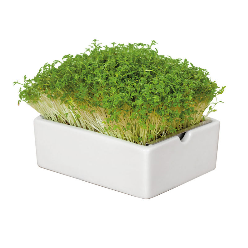    Microgreens Saatpads Kresse: Frisch-scharfe Klassiker Bild 3