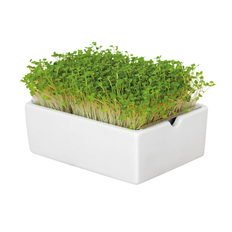 Microgreens Saatpads Rauke: Herbe Noten vom Mittelmeer Bild 3
