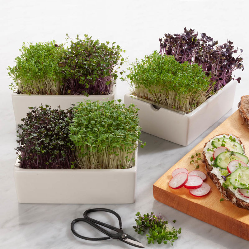 Microgreens Saatpads Kohlrabi: Vitamin C Kraftprotze