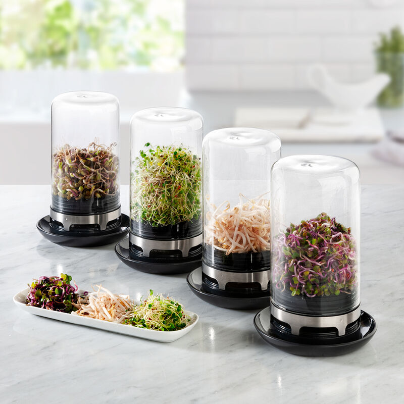 Innovatives Sprossen-Gew�chshaus liefert frische Kost Bild 2