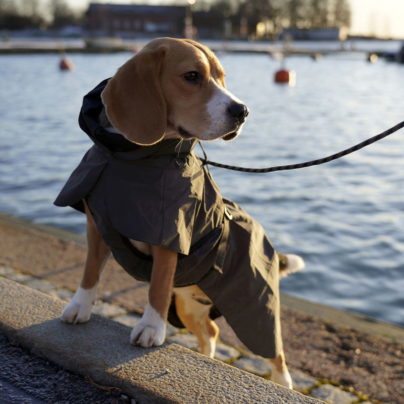 Reflektierender Regenmantel h�lt Ihren Hund warm und trocken Bild 3